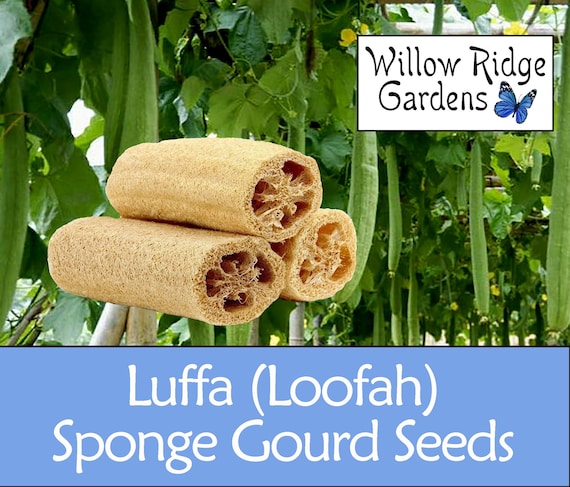 Luffa (loofah) Sponge Gourd Seeds, 10+ Seeds, Pesticide Free, Vegetable  Seeds, Non GMO, USA Grown - Etsy