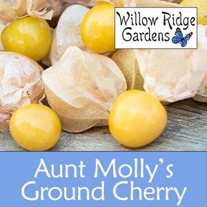 Aunt Molly's Ground Cherry Seeds, Sourced from Certified Grower, USA Grown (50+ Seeds)