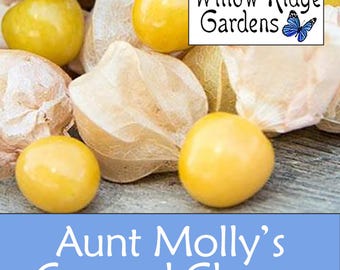 Aunt Molly's Ground Cherry Seeds, Sourced from Certified Grower, USA Grown (50+ Seeds)