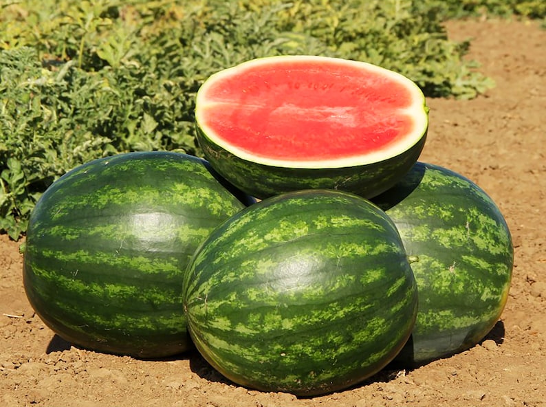 Willow Ridge Gardens Crimson Sweet Watermelon Seeds - Thumbnail 2