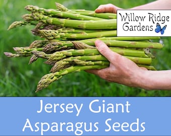 Jersey Giant Asparagus Seeds, 15+ Seeds,  Pesticide Free, Garden Seeds, Non GMO, Heirloom Seeds, USA Grown