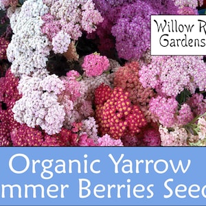 Organic Summer Berries Yarrow Seeds, 100+ Seeds, Medicinal Herb Seeds, Heirloom, Organic Yarrow Seeds, Flower Seeds, Non GMO, USA Grown