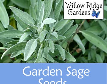 Sage Seeds, Garden Sage, Sourced from Certified Grower, 30+ Seeds, Pesticide Free, Medicinal Herb Seeds, Heirloom, Sage Herb, USA Grown
