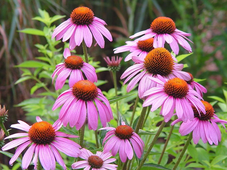 Willow Ridge Gardens Echinacea Coneflower Seeds