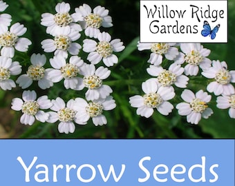 Yarrow Seeds, 100+ Seeds, Achillea millefolium, Medicinal Herb Seeds, Heirloom, Flower Seeds, Non GMO, USA Grown