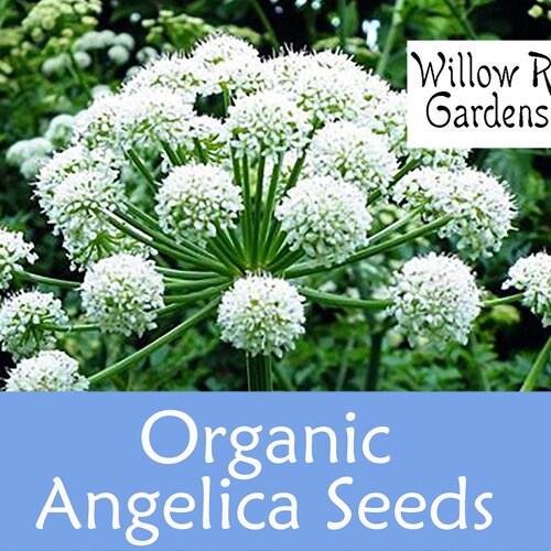 Organic Angelica Seeds, 20+ Seeds, Medicinal Herb Seeds, Heirloom, Organic Herb Seeds, Angelica Plant, USA Grown