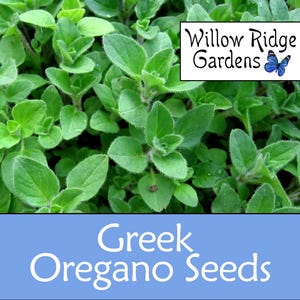 Greek Oregano Seeds, Sourced from Certified Grower, Pesticide Free, USA Grown (50+ Seeds)