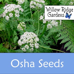 Osha Seeds, 10+ Seeds, Sourced from Certified Grower, Ligusticum Porteri, Medicinal Herb Seeds, Heirloom, Non GMO, USA Grown