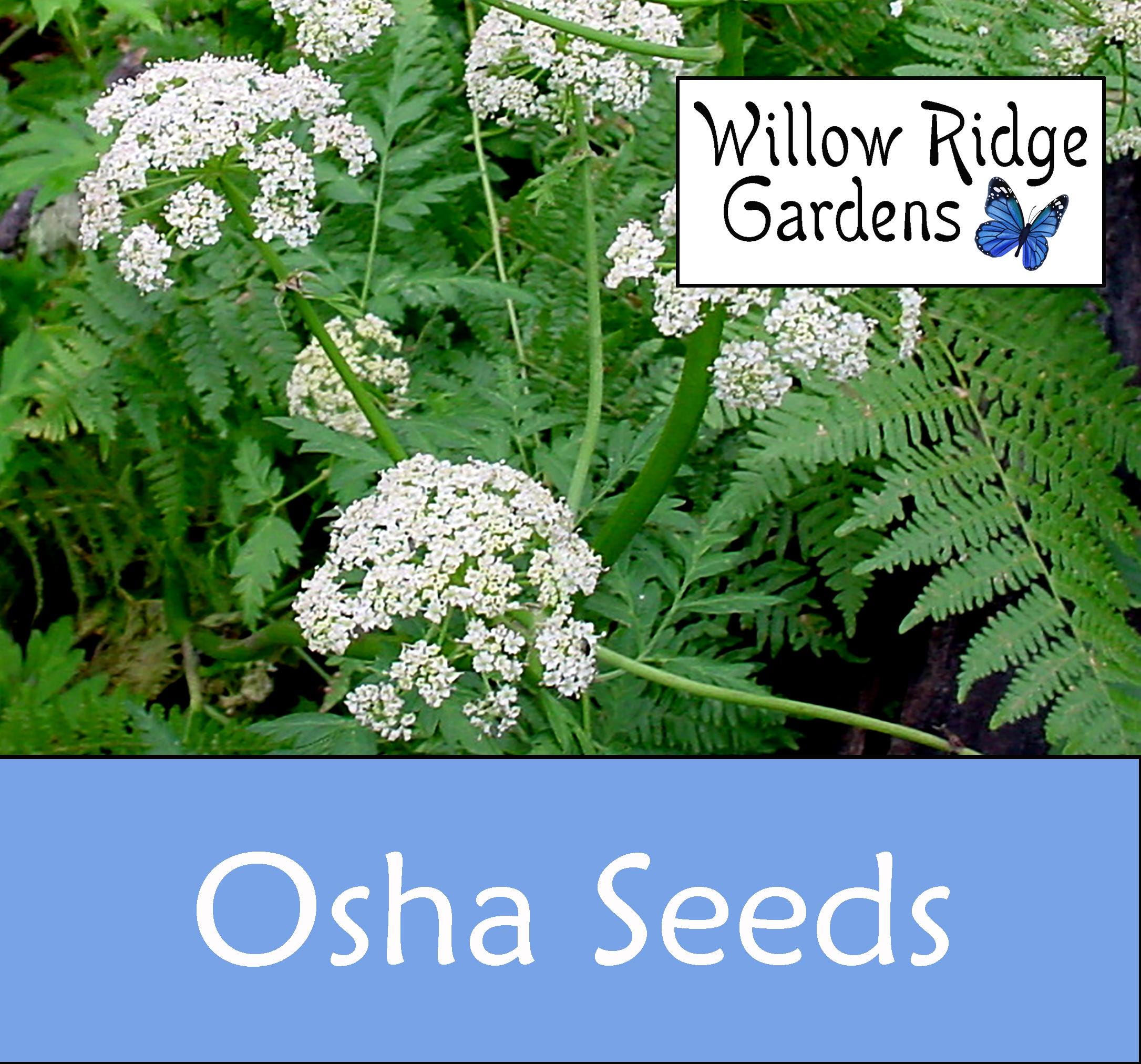 Osha Seeds, 10+ Seeds, Sourced From Certified Grower, Ligusticum Porteri,  Medicinal Herb Seeds, Heirloom, Non GMO, USA Grown - Etsy