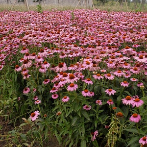Puede incluir: Un campo de equin&aacute;ceas rosadas en plena floraci&oacute;n. Las flores crecen en filas y est&aacute;n rodeadas de follaje verde.