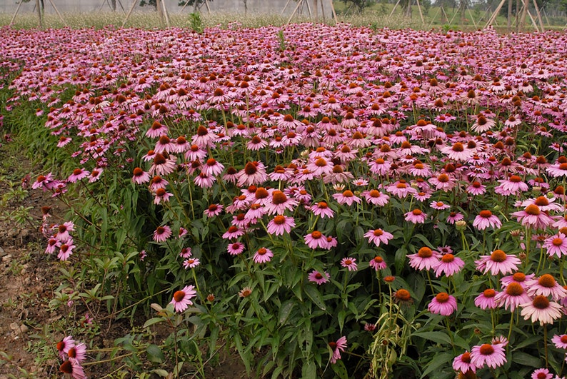 Willow Ridge Gardens Echinacea Coneflower Seeds - Thumbnail 3