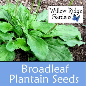 Broadleaf Plantain Seeds, 100+ Seeds, Sourced from Certified Growers, Medicinal Herbs, Heirloom Seeds, Non GMO, Plant, USA Grown