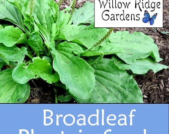 Broadleaf Plantain Seeds, 100+ Seeds, Sourced from Certified Growers, Medicinal Herbs, Heirloom Seeds, Non GMO, Plant, USA Grown
