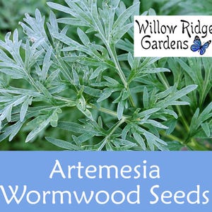 Wormwood Seeds, Sourced from Certified Growers, Pesticide Free, Artemisia Absinthium, NON-GMO, USA Grown (300+ Seeds)
