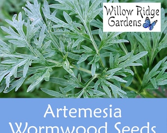 artemisia plant uses Wormwood (Artemesia absinthium) main image 0