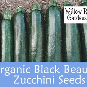 Organic Black Beauty Zucchini Seeds, Heirloom Summer Squash (15+ Seeds)