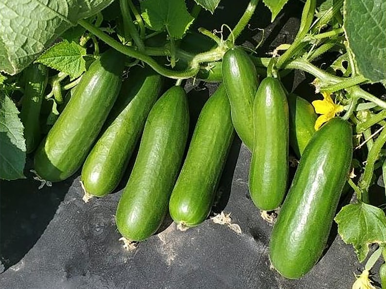 WillowRidgeGardens Cucumber Seeds