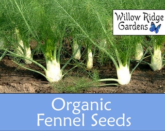 Organic Common Fennel Seeds, 15+ Seeds, Medicinal Herbs, Heirloom Seeds, Non GMO, Plant, USA Grown