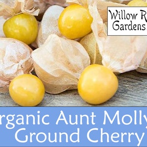 Organic Ground Cherry, Aunty Molly's, 50+ Seeds, Vegetable Seeds, Fruit, Heirloom Seeds, Non GMO, Plant, Cape Gooseberry, USA Grown