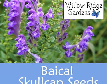 Baikal Skullcap Seeds, Sourced from Certified Grower, 25+ Seeds, Scutellaria Baicalensis, Medicinal Herb Seed, USA Grown