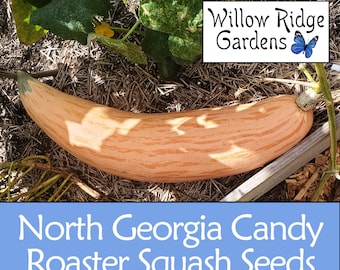 North Georgia Candy Roaster Squash Seeds, 10+ Seeds, Pesticide Free, Vegetable Seeds, Non GMO, Heirloom Seeds, USA Grown