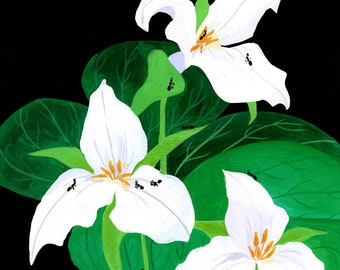 Trillium Wildflower Art Print by Julian Plum