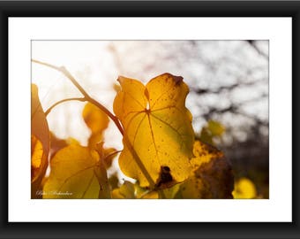 Fine Art Print of a Golden Leaf in the Height of Fall Color, Leaves, Golden, Texas