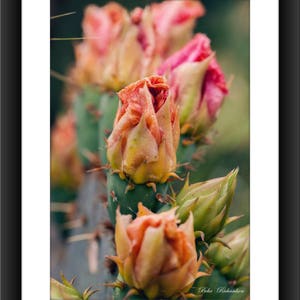 Fine Art Print of Cactus Flower at Guadalupe River State Park, Texas, Photograph