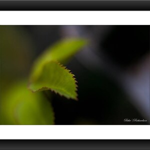 A Fine Art Print of a Close-up of Green Leaf, Macro Photography, Leaf, Photograph