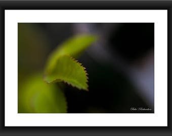 A Fine Art Print of a Close-up of Green Leaf, Macro Photography, Leaf, Photograph