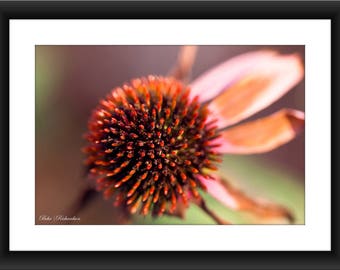 Fine Art Print of a Pink Flower, Macro Photography, Petal, Floral Photography, Floral, Botanic, Close-up, Blush, Photograph