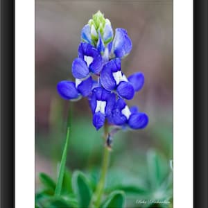 A Fine Art Print of a Texas Bluebonnet, Macro Photography, Flowers, Texas, Photograph