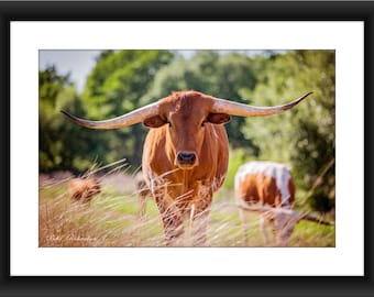 Fine Art Print of Texas Longhorn Cattle, Texas, Longhorn, Cattle, Photograph