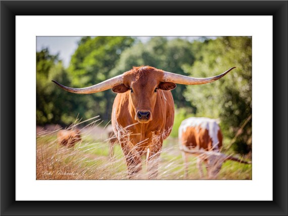 Get Texas Longhorns Cattle Background