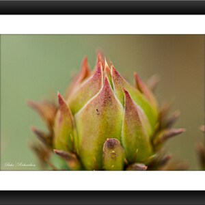A Fine Art Print of Cactus at Hueco Tanks State Park, El Paso, Texas