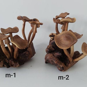Wooden Mushrooms / parasite Wooden mushrooms / Handmade mushrooms / Wood carving