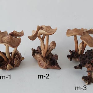 Wooden mushrooms / Family mushrooms / Mushrooms on parasite Wood / Home decor.