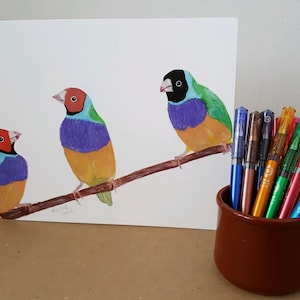 Finch Art Print, Gouldian Finches, Watercolor Fine Art, Australian Bird Artwork, Colorful Art, Animal and Bird Lover Gift, Australian Native