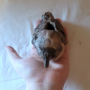 May include: A fossilized skull of a small animal, possibly a bird, with a hole in the top. The skull is brown and gray and has a rough texture. It is being held in a person's hand.