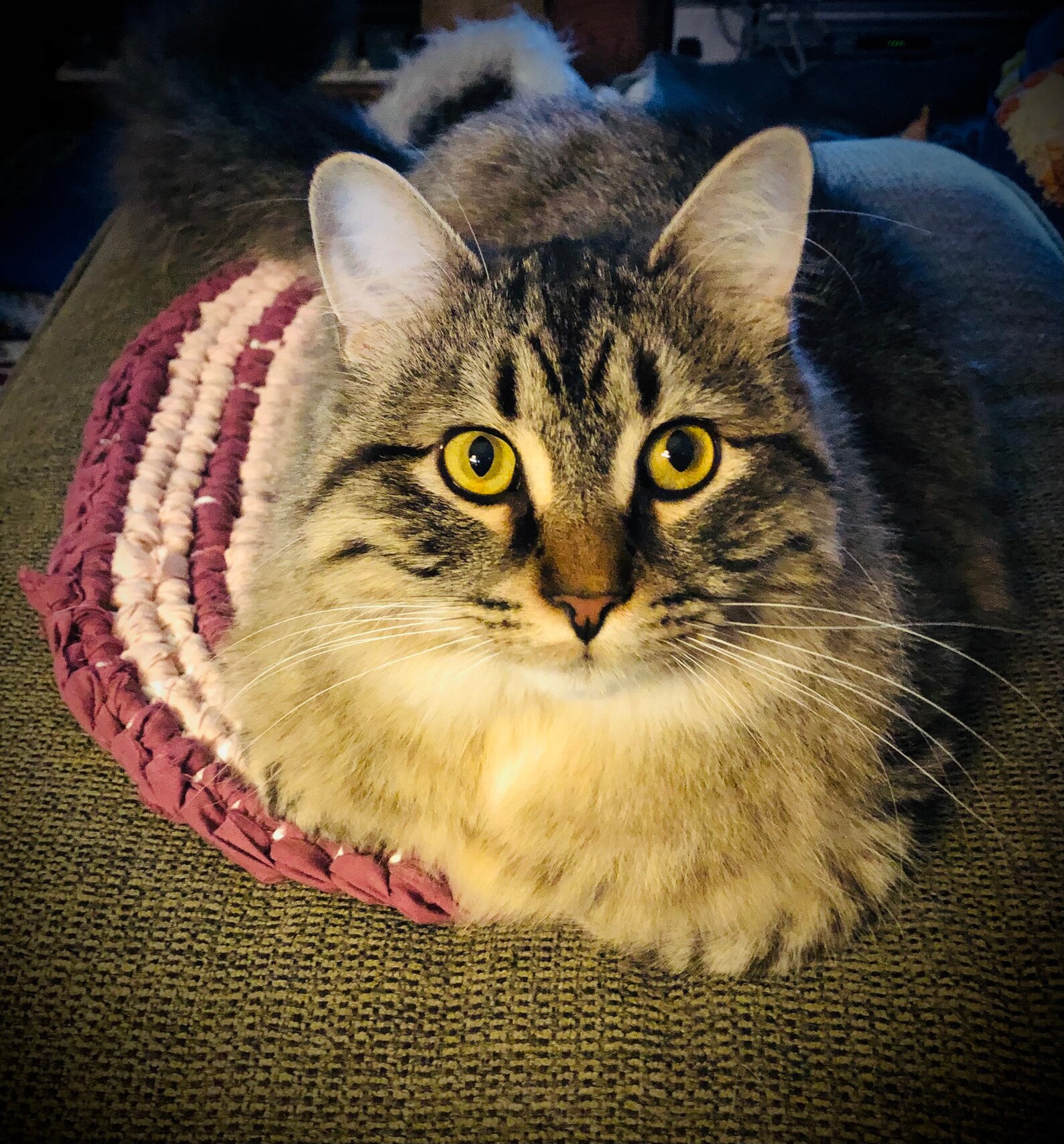 Kitty Carpet Handmade Rug Cat Bed Sleeping Mat Nest Couch Etsy