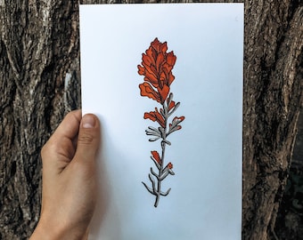 Montana Indian Paintbrush