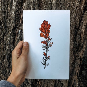 Montana Indian Paintbrush