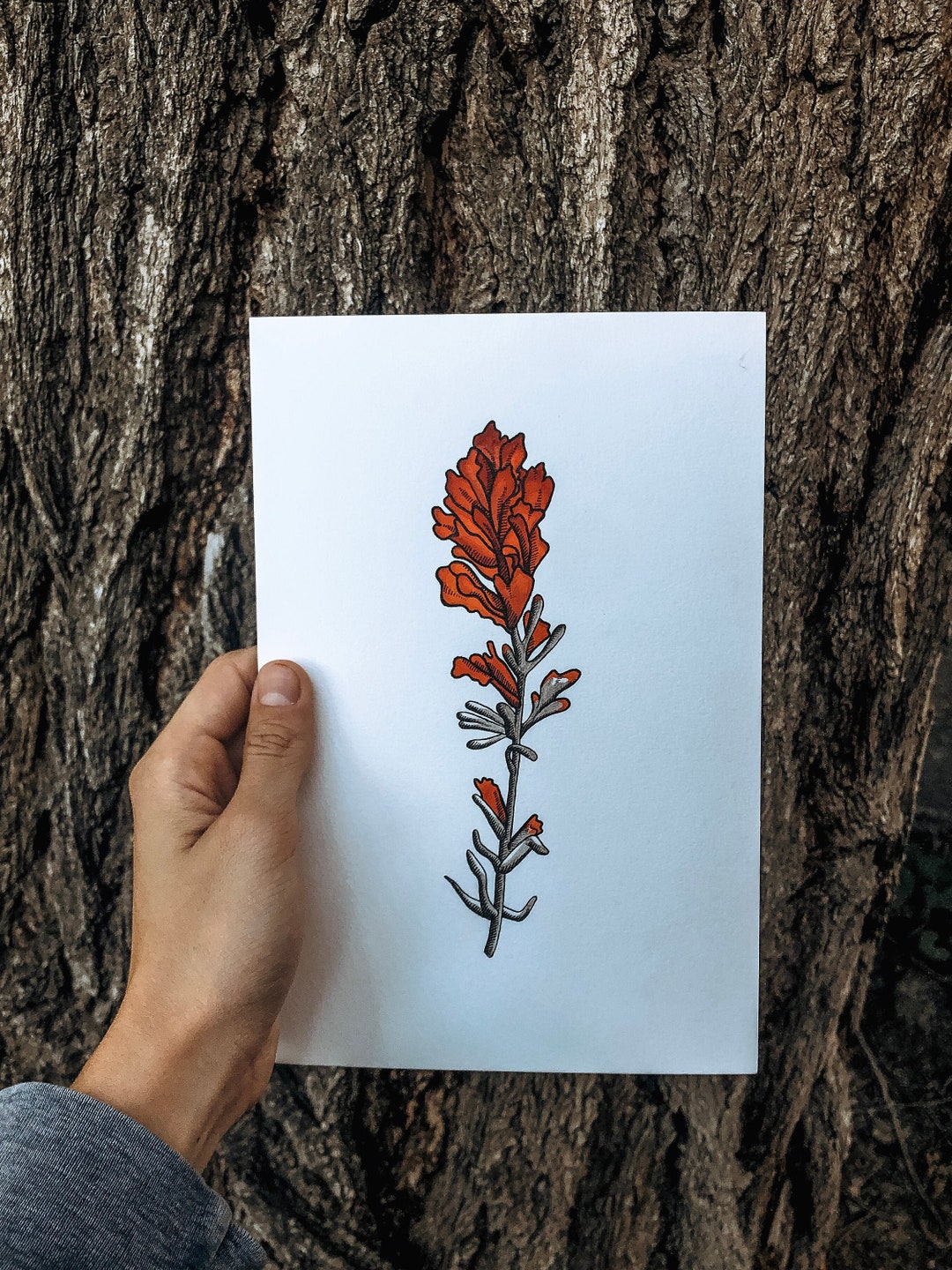 Montana Indian Paintbrush Etsy