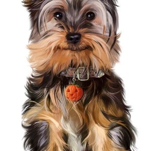 May include: A small, brown and black Yorkshire Terrier dog is sitting with its ears perked up. The dog is wearing a brown leather collar with a pumpkin-shaped charm.