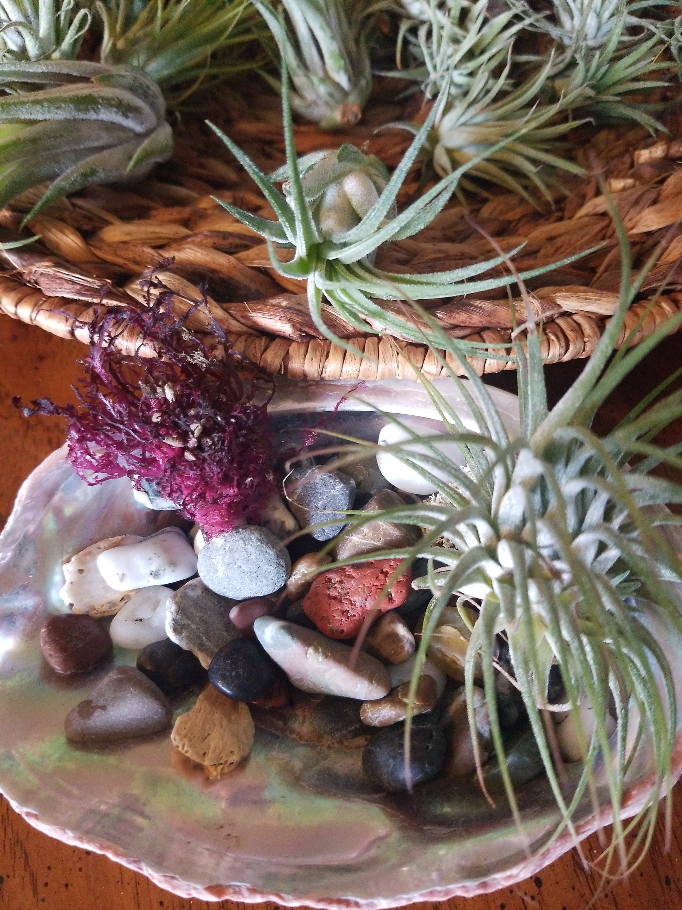 AIR PLANT FOOD 2oz Bottle Give Your Plants the Love They Etsy UK