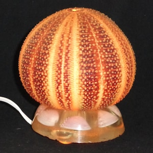 May include: A unique, handcrafted lamp featuring a sea urchin shell shade in shades of orange and brown. The lamp sits on a base with embedded seashells. The lamp is plugged in with a white cord.