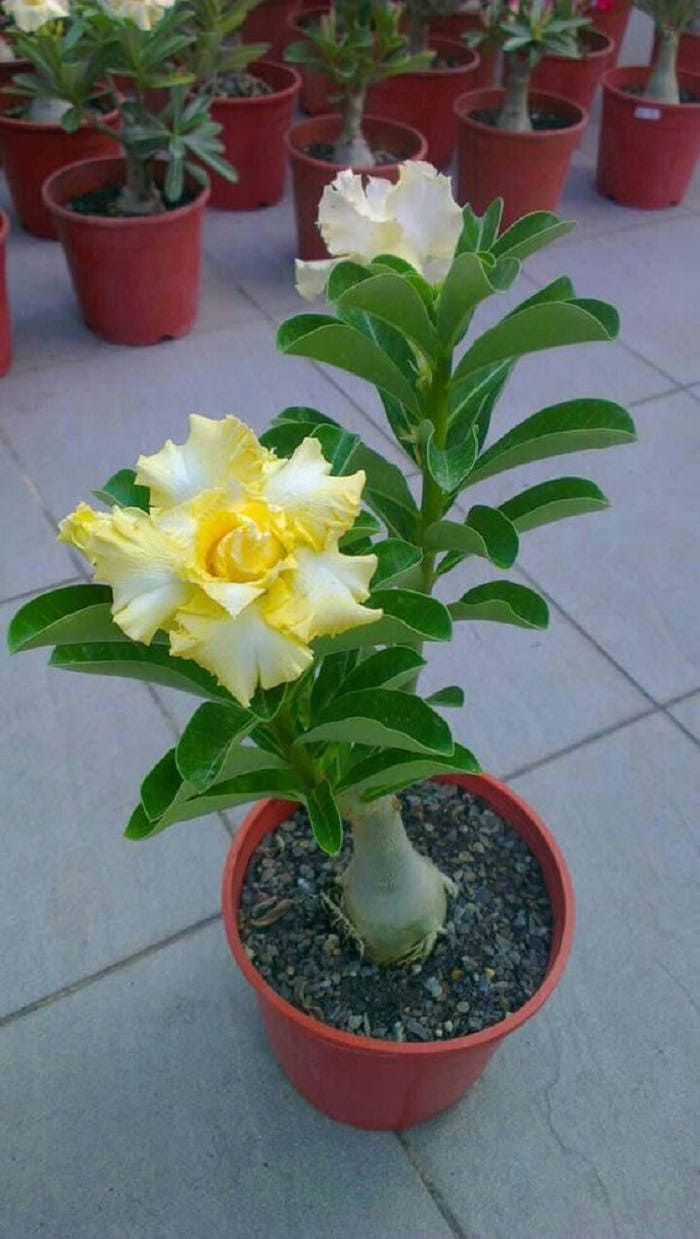 2 Rare Yellow White Desert Rose Seeds Adenium Obesum Flower Etsy
