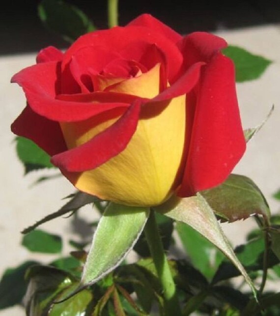 My Image 21