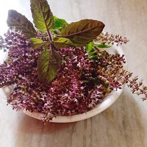 Organic Holy Basil Tincture: 2X Concentrated Tulsi Extract, Adaptogenic Herb. Pure and Potent!