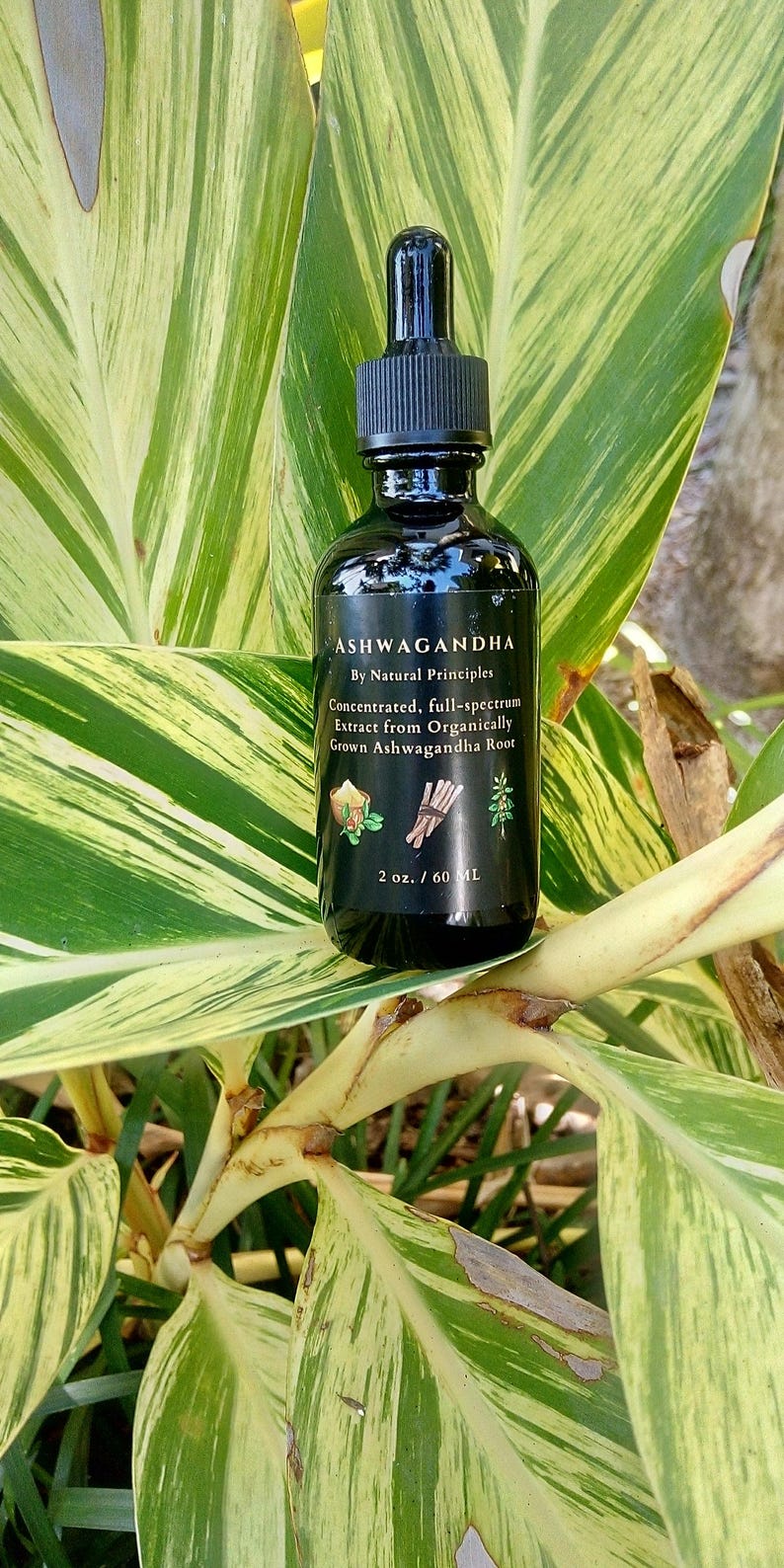 Potent organic ashwagandha tincture. Wildcrafted, organic ashwagandha extract 4 oz.